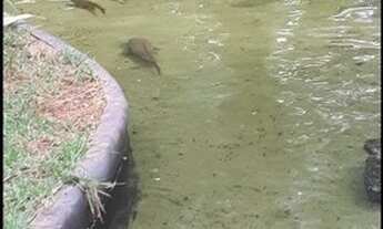 Imagem 7: APARTAMENTO RESIDENCIAL em TABOÃO DA SERRA - SP, JARDIM HENRIQUETA