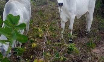 Imagem: Área de 50 Tarefas de Terra (21 hectares)