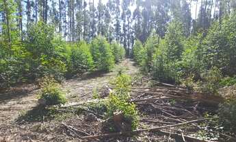Imagem 5: Vendo chácara de 2 hectar, localizada em Santo Antônio da Patrulha _ Costa do Miraguaia!!