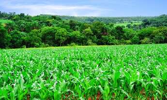 Imagem 4: Vendo Terrenos de 20.000m² na Região do Vila Amanda 19.515 + Parcelas