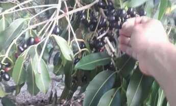 Imagem 4: CHÁCARA À VENDA, 2000 M² POR R$ 450.000,00 - MORRO DE SÃO PAULO - CAIRU/BA