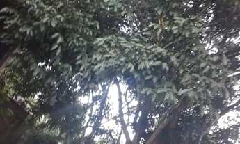 Imagem 6: CHÁCARA À VENDA, 2000 M² POR R$ 450.000,00 - MORRO DE SÃO PAULO - CAIRU/BA