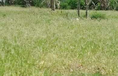 Imagem 3: Linda propriedade rural com uma belíssma casa de 3/4, sendo 2 c/suite e curral completo