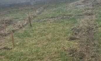 Imagem 2: Terreno povoado de Magalhães/ são Gonçalo dos campos