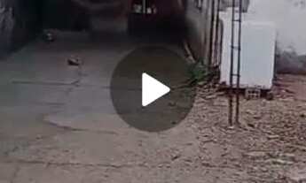 Imagem 3: Casa e quintal no fundo