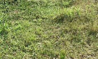 Imagem 2: Terreno em Ipelândia