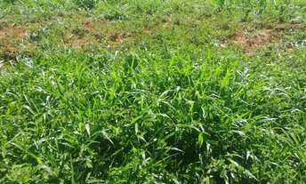 Imagem 5: Chácara na região de planalmira-go!