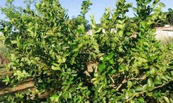 Imagem 4: Chácara 1.000 metros 85.000