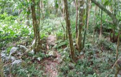 Imagem 5: Chácara 3 hectares com escritura só 73 mil