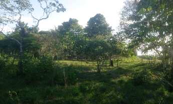 Imagem 3: Terreno na BR-319