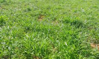 Imagem 2: Chácara na região de planalmira-go!