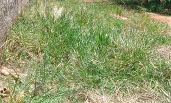 Imagem 5: Lote Condomínio fechado quitado