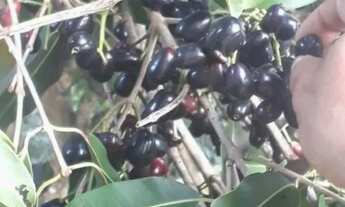 Imagem 5: CHÁCARA À VENDA, 2000 M² POR R$ 450.000,00 - MORRO DE SÃO PAULO - CAIRU/BA