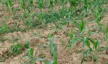 Imagem: 1 Tarefa de terra