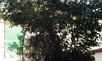 Imagem 3: Alugo Kitnet em Guapiaçu- Cachoeiras de Macacu-RJ