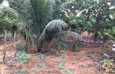 Imagem 4: Casa localizada em Ribeira do Pombal-Ba