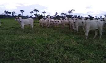 Imagem 4: Vendo fazenda Fazenda / sítio com venda por R$2.700.000