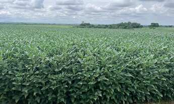 Imagem 2: Fazenda arrendamento 850 hec em Nobres MT