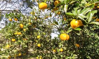 Imagem 3: Chácara 20.400m² - Campo Largo da Roseira em SJP