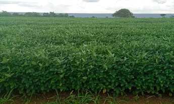 Imagem 4: Fazenda arrendamento 1.200hec em Rosário do oeste MT