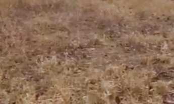 Imagem 2: Chácara de 20 mil metros a 55 km de Goiânia