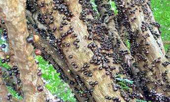 Imagem 7: Sítio a venda em Uberaba