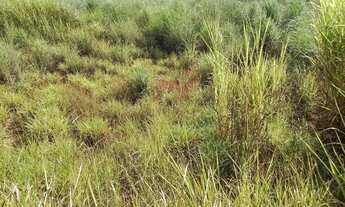 Imagem 5: Lote em Mg-424 - Parque industrial maconi issa - São José da Lapa/MG