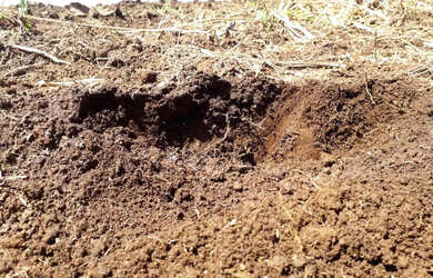 Imagem 10: Fazenda em ipiranga