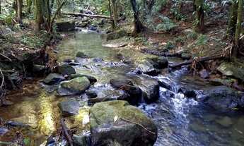 Imagem 3: Ótimo sítio em Anitápolis - 5.5hectares