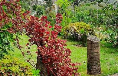 Imagem 7: LINDA CHÁCARA COM ESCRITURA E REGISTRO