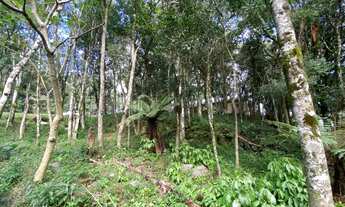 Imagem 7: Gramado - Terreno Padrão - Floresta