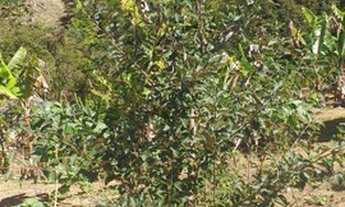 Imagem 6: Vende ser um sítio telefone