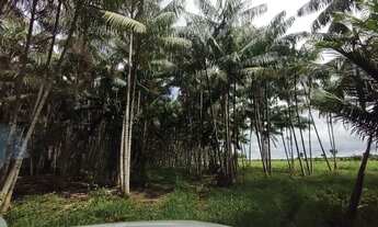 Imagem 4: 71 alqueires com 8700 pés de dendê em produção e açaizal
