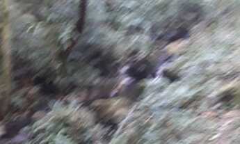 Imagem 3: Vendo chácara em canela