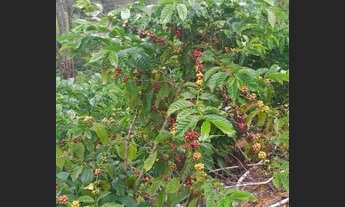 Imagem 4: Vendo essa propriedade em Santa Rosa