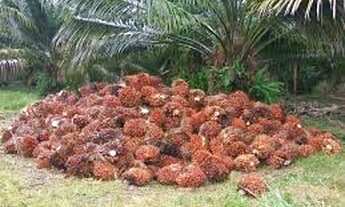 Imagem: 71 alqueires com 8700 pés de dendê em