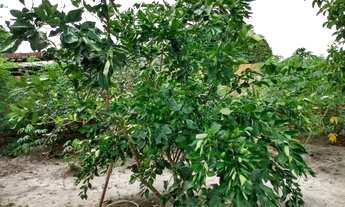 Imagem 4: Vendo ou troco por casa em Aracaju