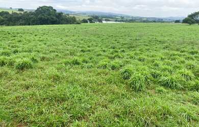 Imagem 4: Fazenda 42 alqueires Itaberaí Goiás