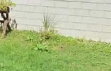 Imagem 5: Casa à venda no Condomínio Residencial Reserva do Bosque - Goiânia