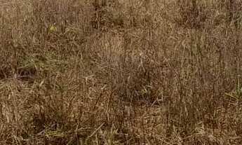 Imagem 3: Terreno rural em juatuba