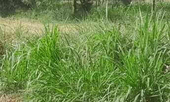 Imagem: Terreno em sítio novo mateus leme