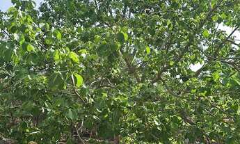 Imagem: Vendo este Lote