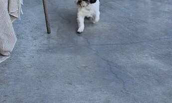 Imagem 4: Casa 3 dormitórios, 1 suíte