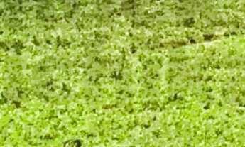 Imagem: Fazenda de 131 tarefas - Siriri