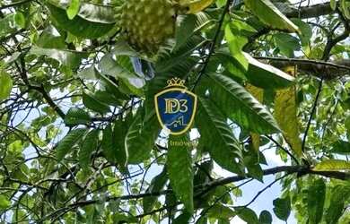 Imagem 4: CHACARA COM 100.000m² A VENDA COM VISTA PARA O PICO MARUMBI, ANTONINA PR