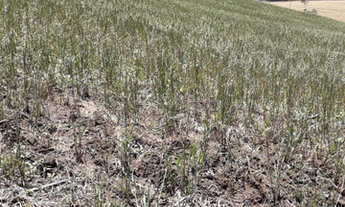 Imagem 11: Fazenda em ipiranga