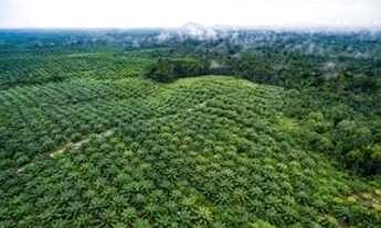 Imagem 5: 71 alqueires com 8700 pés de dendê em produção e açaizal