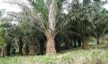 Imagem 7: 71 alqueires com 8700 pés de dendê em produção e açaizal