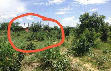 Imagem 2: Lote agrotins 8mil metros quadrados