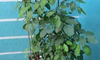 Imagem 6: Venda de casa Casa com 3 dormitórios